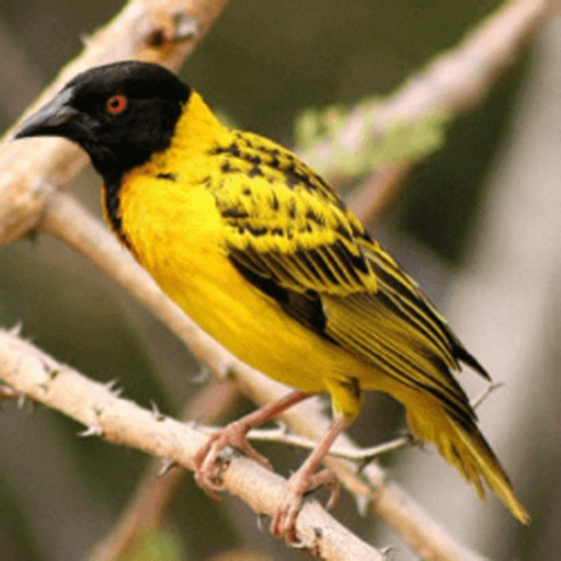 African Birds and Sounds