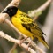 Presenting a completely free African Birds Sounds compilation app with high quality sounds and songs of birds found in Africa