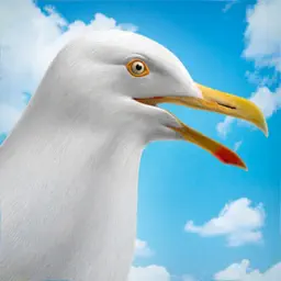 Seagull Simulator app icon