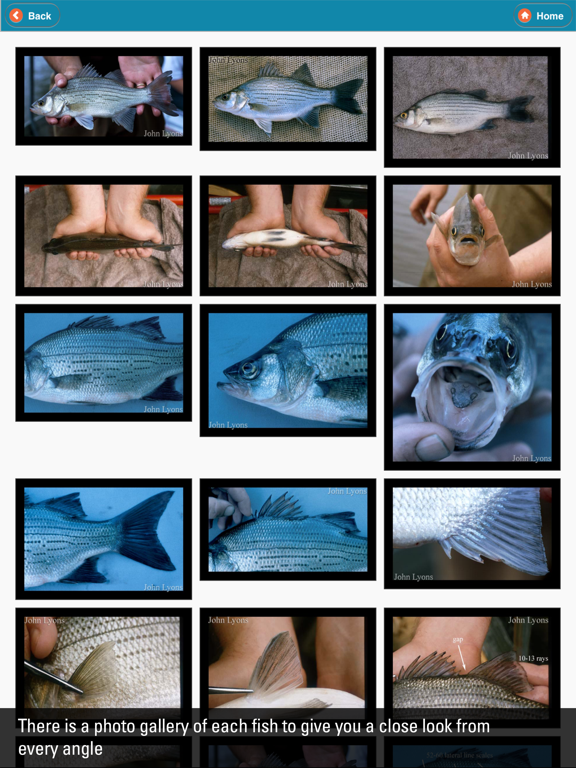 WI Fish ID iPad screenshot 5 - Education app