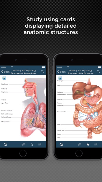Anatomy and Physiology Made Incredibly Easy