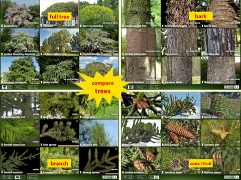 Tree Id USA - identify over 1000 of America's native species of Trees, Shrubs and Bushesのおすすめ画像3