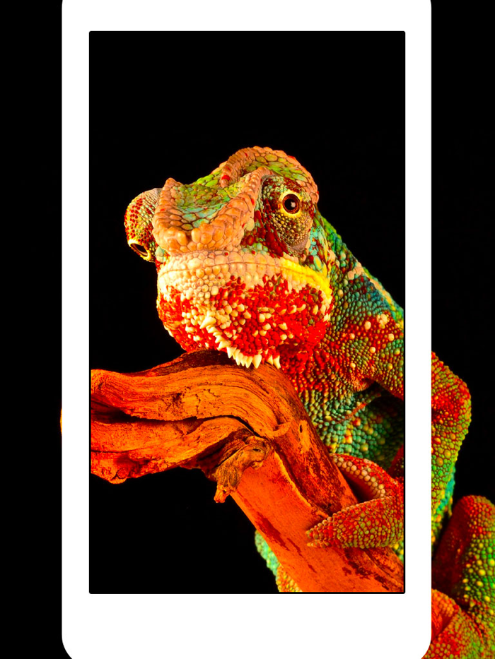 Snakes Spiders Lizards and Reptiles - Animals Wallpapers