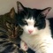 Explore the all the world's cats in thousands of hours of articles and pictures covering everything from the Abyssinian to the Ukranian Levkoy