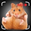 Talking Hamster Games For Your iPhone icon