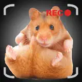 Talking Hamster Games For Your iPhone - App-Symbol