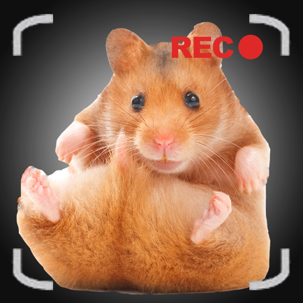 Talking Hamster Games For Your iPhone