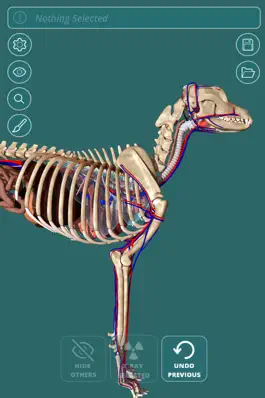 Game screenshot Visual Anatomy - Canine apk