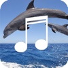 Dolphin Sounds-Sleep & Relaxing Melodies Of Nature