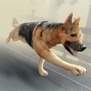 Zombie Doggy | My Cute Dog Racing Escape Game For Pros