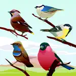 Bird Sounds! App Positive Reviews