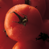 Tomato MD - American Phytopathological Society