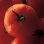 Tomato MD