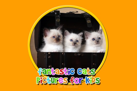 fantastic cats pictures for kids - no ads screenshot 3