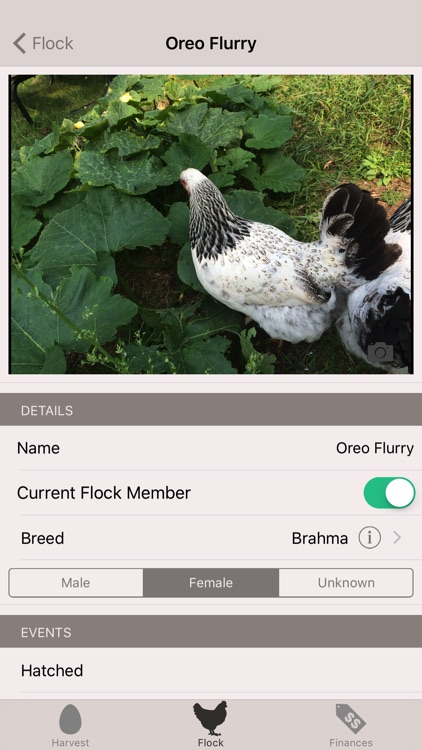 Mother Hen