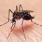 Zika Virus Info Pro is a great collection with the most beautiful photos and with interesting detailed info