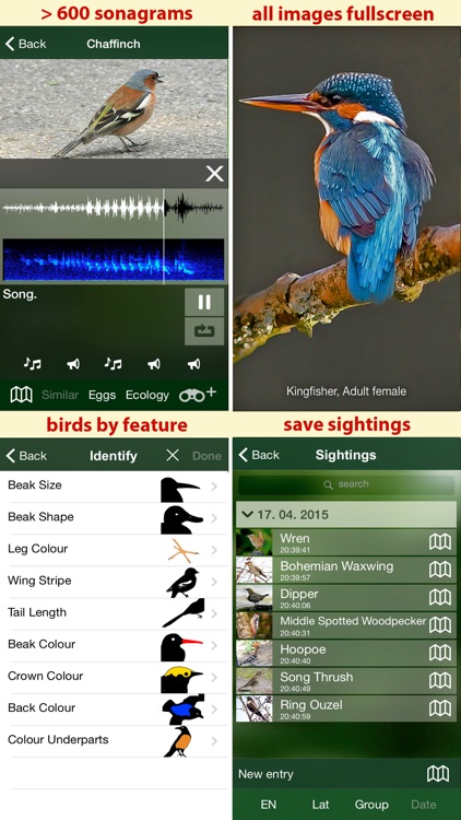 Birds of Switzerland - a field guide to identify the bird species native to Switzerland screenshot-4