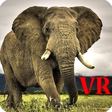 Activities of VR Elephants