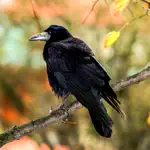 Crow Sounds App Contact