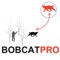 Are you a bobcat hunter who loves to hunt for bobcats