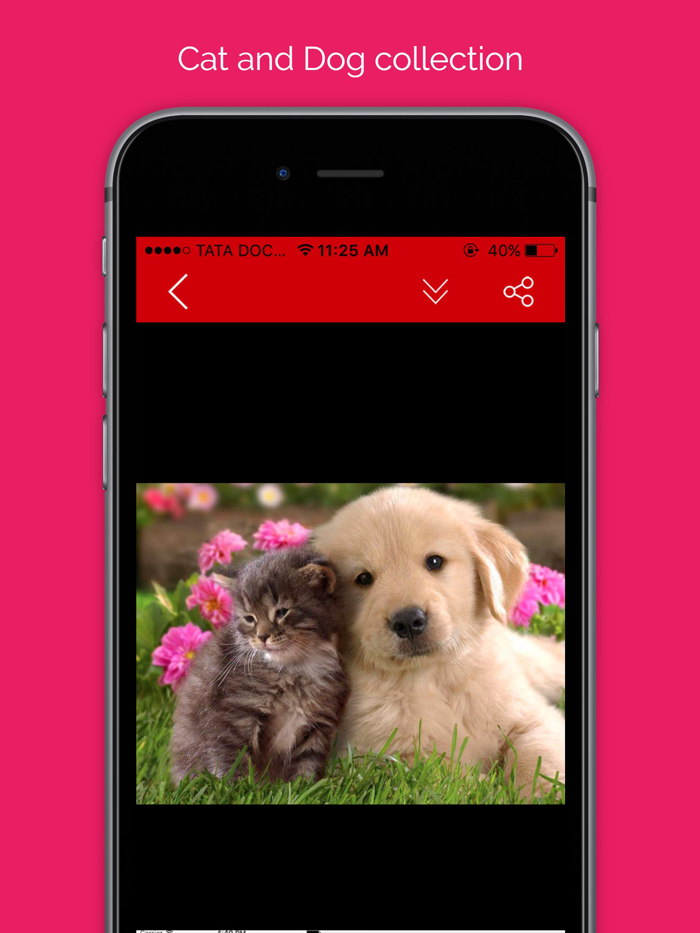 Pet wallpaper pictures  Background of flowers cats and dogs for your mobile lock screen