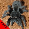 Spider Photos & Video Galleries FREE