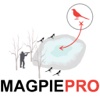 Magpie Hunting Strategy Plan Your Magpie Hunting Trip