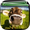 Cow Gallery HD – Retina Wallpaper , Animal Themes and Backgrounds
