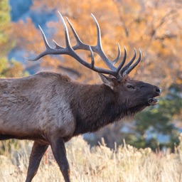 Elk Sounds