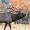 Learn to identify elk vocalizations in the wild with these high-quality elk sounds