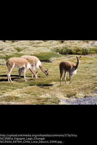 Vicuña screenshot 3