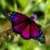 Butterflies Wallpapers HD: Quotes Backgrounds with Art Pictures
