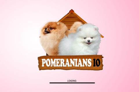 Pomeranians IO screenshot 3