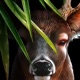 Life Of Deer app icon - Games app for iPhone