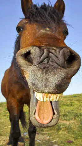 Game screenshot Animal Sounds Quiz  2016: Kids games apk