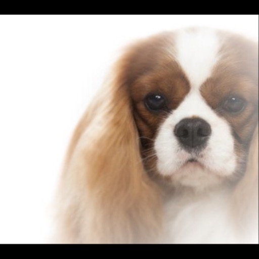 Cavalier Specialty Dog Show