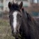 CHI Encyclopedia of Horses app icon - Education app for iPhone