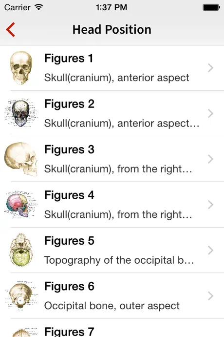 Human Anatomy Position