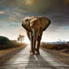 Elephant Wallpapers