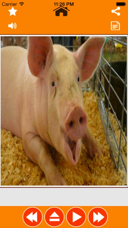 Mega Zoo Sounds Laugh and Learn With Amazing Animal Voices for Baby and Toddler