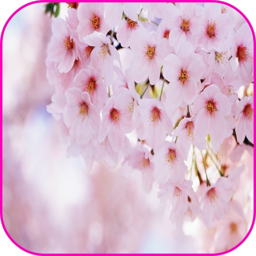 Spring Flowers Live Wallpaper & Spring Flowers Frames icon