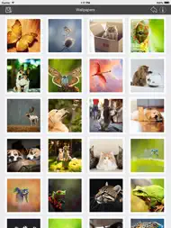 Wallpaper Collection Animals Edition ipad bilder 1