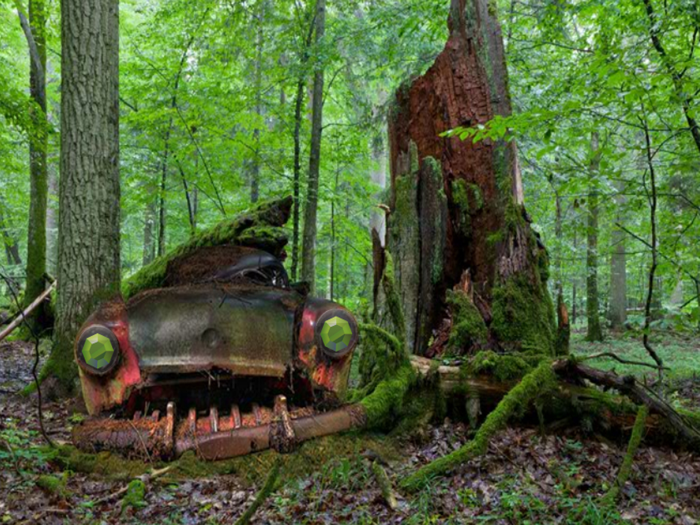 Abandoned Forest Treasure Escape