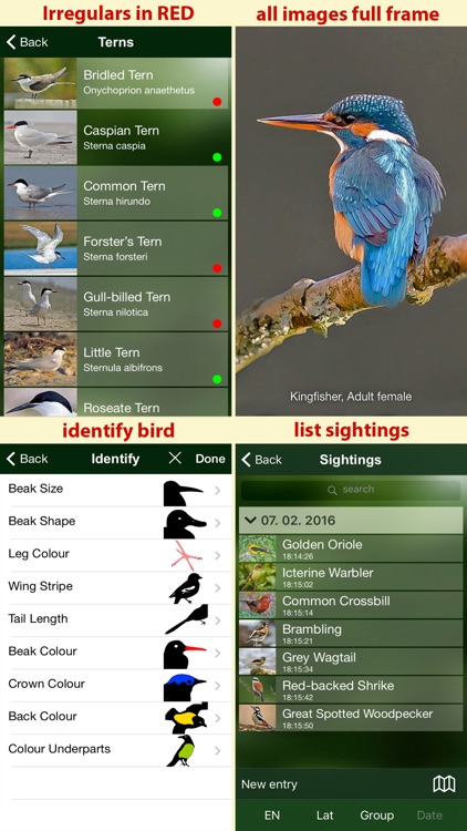 All Birds Sweden - A Complete Field Guide to the Official List of Bird Species Recorded in Sweden