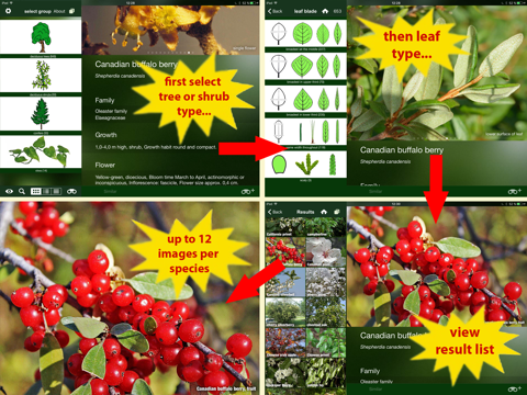 Screenshot #5 pour Tree Id Canada - identify over 1000 native Canadian species of Trees, Shrubs and Bushes