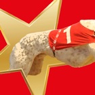 Greyhound Star