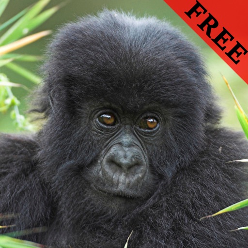 Gorilla Photos & Video Galleries FREE icon