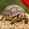 Turtle Photos & Video Galleries FREE