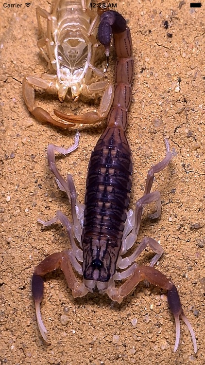 3D scorpions screenshot-4