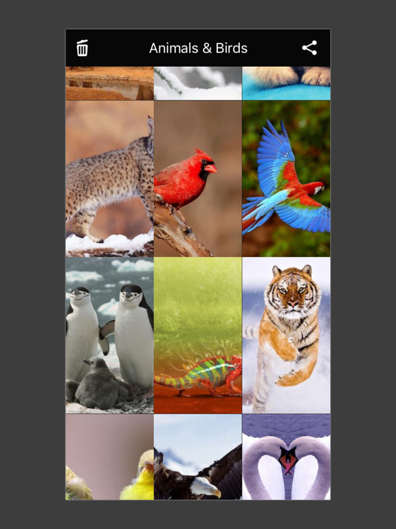 Animals & Birds HD Wallpaper - Great Collection iPad screenshot 5 - Photo & Video app